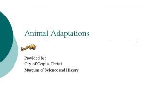 Animal Adaptations Provided by City of Corpus Christi