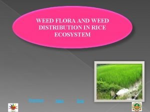 WEED FLORA AND WEED DISTRIBUTION IN RICE ECOSYSTEM