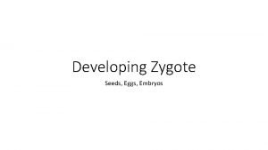 Developing Zygote Seeds Eggs Embryos Developing Zygote When