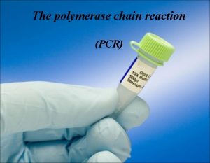 The polymerase chain reaction PCR Experiment Goals Understand