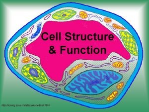 Cell Structure Function http koning ecsu ctstateu educell
