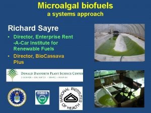 Microalgal biofuels a systems approach Richard Sayre Director