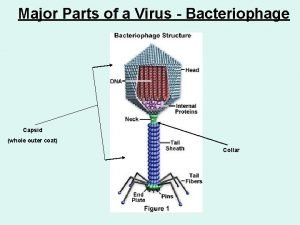Parts of the virus