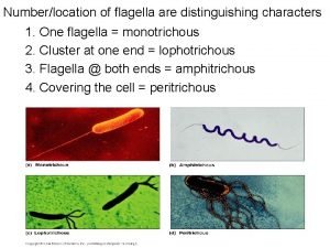 Numberlocation of flagella are distinguishing characters 1 One