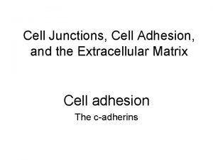 Cell-cell junction