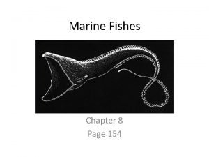 Marine Fishes Chapter 8 Page 154 Vertebrates Subphylum