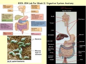 BIOL 204 Lab For Week 11 Digestive System