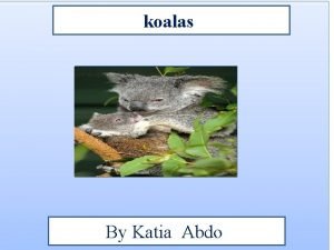 koalas By Katia Abdo Animal Facts Description Koalas