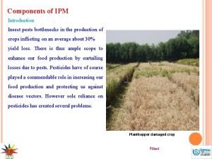 Components of IPM Introduction Insect pests bottlenecks in