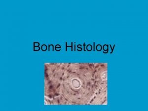 Bone Histology Types of Bone Cells 1 Osteocyte