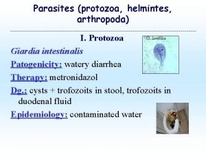 Parasites protozoa helmintes arthropoda G lamblia I Protozoa