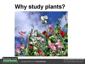 Why study plants