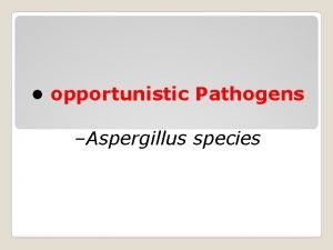 opportunistic Pathogens Aspergillus species Aspergillosis is an infection