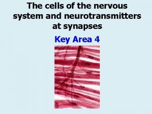 The cells of the nervous system and neurotransmitters