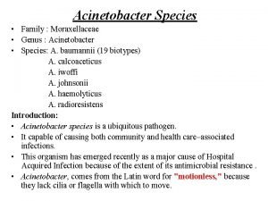 Acinetobacter Species Family Moraxellaceae Genus Acinetobacter Species A