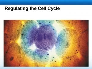 Regulating the Cell Cycle Learning Objectives Describe how