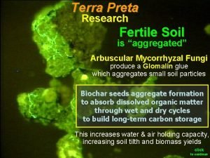 Terra Preta Research Fertile Soil is aggregated Arbuscular