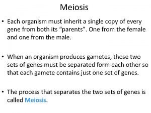 Meiosis 1
