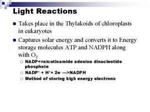 Light Reactions n n Takes place in the