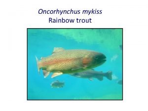 Oncorhynchus mykiss Rainbow trout External Anatomy Tail Trunk