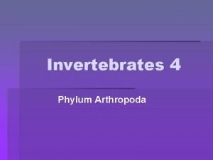 Jointed foot phylum