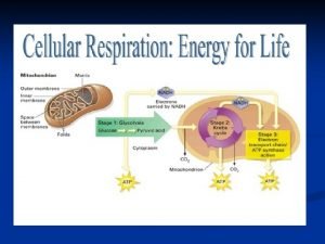 Photosynthesis Cellular Respiration The opposite of photosynthesis Photosynthesis