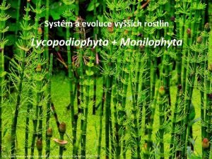 Systm a evoluce vych rostlin Lycopodiophyta Monilophyta http