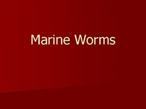 Marine flatworm symmetry