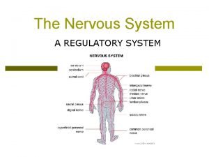 Transmits nerve impulses