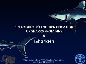 Names of shark fins