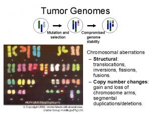 Tumor Genomes Mutation and selection Compromised genome stability