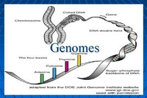 Genomes Definition Complete set of instructions for making