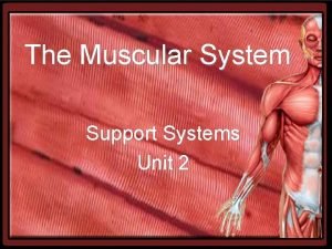 Skeletal muscle origin