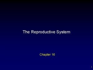Figure 16-1 male reproductive system