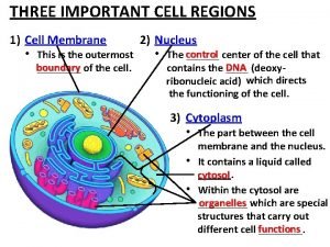 THREE IMPORTANT CELL REGIONS 1 Cell Membrane 2