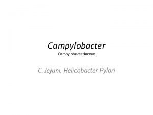 Campylobacteriaceae