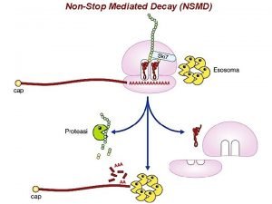 NonStop Mediated Decay NSMD Ruolo del tm RNA