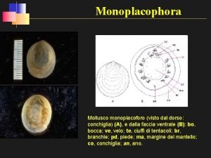 Monoplacophora Mollusco monoplacoforo visto dal dorso conchiglia A