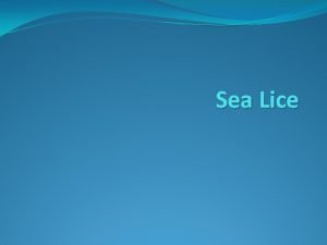 Sea lice new jersey