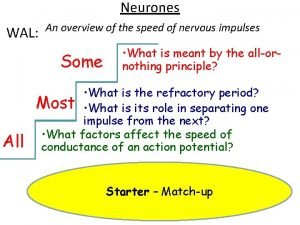 Neurones WAL An overview of the speed of