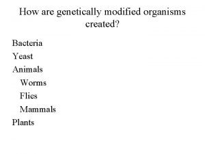 How are genetically modified organisms created Bacteria Yeast