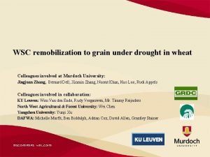 WSC remobilization to grain under drought in wheat