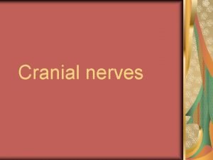 Cranial nerves Facial nerve VII Anatomy The motor