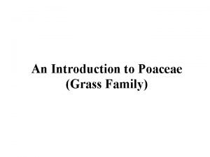 An Introduction to Poaceae Grass Family Grass of