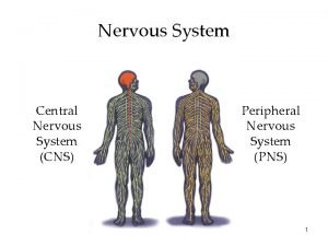 Nervous System Central Nervous System CNS Peripheral Nervous