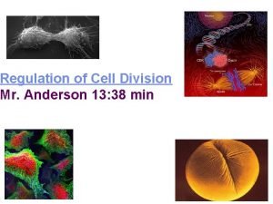 Regulation of Cell Division Mr Anderson 13 38