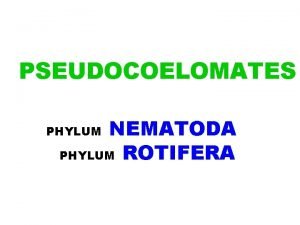 PSEUDOCOELOMATES NEMATODA PHYLUM ROTIFERA PHYLUM The PSEUDOCOELOMATE Condition