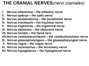 THE CRANIAL NERVESnervi craniales I Nervus olfactorius the