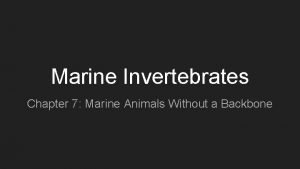 Marine animals with soft bodies and no backbone