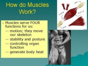 How do Muscles Work u Muscles serve FOUR